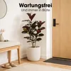 Mica Decorations Fíkus – umělá rostlina – realistická umělá Náhled obrázku produktu 5