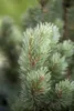 Pinus sylvestris 'Watereri', Kiefer, kompakt, 50–60 cm Produktbild-Vorschau 4