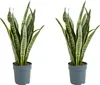 Bloomique - 2er Set - Sansevieria Laurentii - Bogenhanf - Produktbild-Vorschau 1
