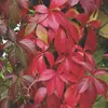2 x  Wilder Wein  - Parthenocissus quinquefolia Produktbild-Vorschau 1