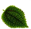 Rostlina „kanonýr“ – Pilea involucrata Moon Valley – Náhled obrázku produktu 3