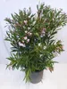 [Palmenlager] XXL Oleander PINK 150 cm -Busch - großer 33 Produktbild-Vorschau 1