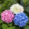 GreenboutiQ - Hortensie - Hydrangea macrophylla Tricolour - Produktbild-Vorschau 6