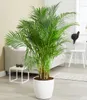 BALDUR Garten 1x Areca Palme ca. 120-130 cm hoch, Pflanze Produktbild-Vorschau 1