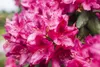 Rhododendron Hybride Erato 40-50 cm, im Topf, immergrün Produktbild-Vorschau 6