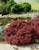 A red shrub in front of a pond with green trees in the background. Produktbild-Vorschau