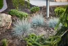 Stauden Gänge 5 x Festuca glauca/cinerea 'Azurit' im 1 Produktbild-Vorschau 7