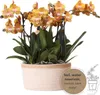 Sada oranžových orchideí v bavlnenom košíku - 3 orchidey Náhľad obrázku produktu 7