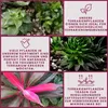Terrarium Pflanze Acorus gramis Paludarium Regenwald Produktbild-Vorschau 5