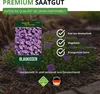 Blaukissen Violett Samen - Aubrieta cultorum - Produktbild-Vorschau 8