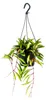 Zimmerpflanze zum Hängen - Hoya wayetii tricolor - Produktbild-Vorschau 1