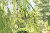 Larix kaempferi 'Pendula', Japanische Lärche, hängend, Produktbild-Vorschau 3