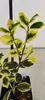 Sada 4 zlatistých cesmín - Ilex aquifolium "Golden van Tol" Náhľad obrázku produktu 3