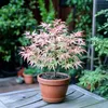 Érable du Japon - Acer Palmatum 'Taylor' - Hauteur 35-55cm Voir les images du produit 5
