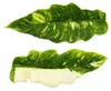 Filodendron „Ring of Fire“ – neobvyklý pokojový strom – Náhled obrázku produktu 6