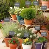 Omgoods- Plantenborden Set van 22 - Leisteen - Productafbeelding-voorbeeld 3