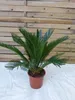 [Palmenlager] - Cycas revoluta 60 cm - Sagopalme - Palmfarn Produktbild-Vorschau 2
