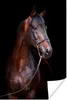 MuchoWow® Poster Pferd - Braun - Schwarz - Porträt 40x60 cm Produktbild-Vorschau 1