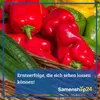 Kiepenkerl - Salatgurke Gergana Samen - 1008450 Produktbild-Vorschau 5