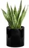 A snake plant in a black ceramic pot against a white background. Produktbild-Vorschau