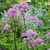 6 x loučník kolopejka - Thalictrum aquilegifolium | Náhled obrázku produktu 2