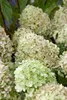 Hydrangea paniculata 'Little Lime', Rispenhortensie, Produktbild-Vorschau 8