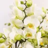 Orchideje Colibri | sada bílých rostlin v bavlněném košíku Náhled obrázku produktu 3