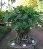Würgerfeige (Ficus benghalensis)  - 1 Portion Samen Produktbild-Vorschau 2