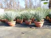 Yucca Rostrata 80 - 100 cm in Bonsai Schale | winterhart | Produktbild-Vorschau 2