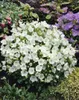 Campanula carpatica 'Weiße Clips', Glockenblume, weiß, ca. Produktbild-Vorschau 1