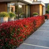 Green boutiQ - 16x Photinia fraseri Little Red Robin - Produktbild-Vorschau 5