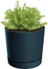 A green plant in a dark gray pot with a saucer. Produktbild-Vorschau
