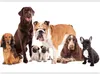 Vlies Fototapete - Animal portrait - dogs with a brown Produktbild-Vorschau 5