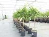 Citrus Yuzu 130 - 150 cm, Zitronenbaum Zitrone, japanische Produktbild-Vorschau 1