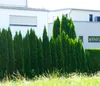 Dehner Thuja Smaragd, immergrün, ca. 100-125 cm, 9.9 l Produktbild-Vorschau 3