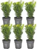 Plants by Frank | Buchsbaum Pflanzen | Buxus | Produktbild-Vorschau 1