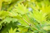 Acer shirasawanum 'Aureum', Japanischer Ahorn, goldgelb, Produktbild-Vorschau 5