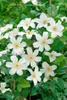 Clematis viticella 'Huldine', Waldrebe, weiß, 60–100 cm Produktbild-Vorschau 2