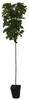 Titania (S) schwarze Johannisbeere Hochstamm ca 80-90 cm Produktbild-Vorschau 1