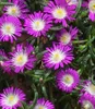 BALDUR Garten Winterharte Eisblumen Wheels of Wonder® Produktbild-Vorschau 5