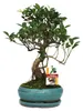 Chiński figowiec bonsai – Ficus retusa – ok. 8 lat Podgląd zdjęcia produktu 1
