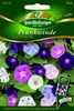 Prunkwinden Summer Sky Mix | Windensamen von Quedlinburger Produktbild-Vorschau 3