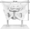 Anatomie Model Modell Weiblich Skelett Becken Beckenboden Produktbild-Vorschau 6