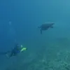 Asiwo MANTA Unterwasserscooter mit Sportkamera-Halterung, Produktbild-Vorschau 9