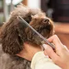 A person is grooming a dog with a comb. Produktbild-Vorschau