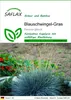 SAFLAX - Blauschwingel-Gras - Festuca glauca - 50 Samen Produktbild-Vorschau 1