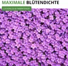 Blaukissen Violett Samen - Aubrieta cultorum - Produktbild-Vorschau 5