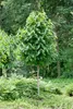 Indianerbanane 80-100 cm, im Topf - Asimina triloba Produktbild-Vorschau 6