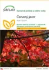 SAFLAX - červený javor - Acer rubrum - 20 Semena Náhled obrázku produktu 1