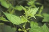 SAFLAX -- Žihľava - Urtica dioica - 2000 Semená Náhľad obrázku produktu 7
